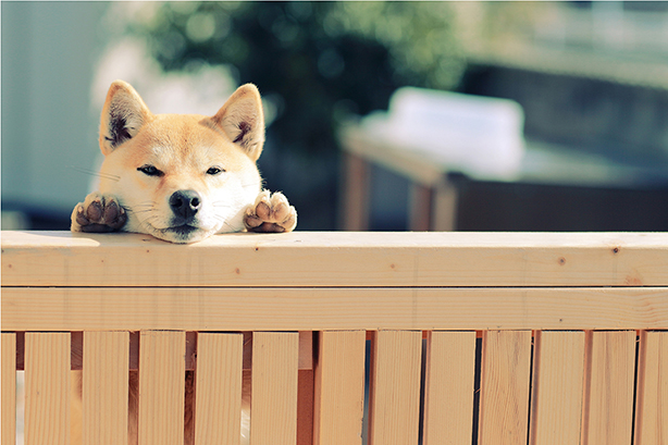 マンションで犬を飼う